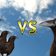Battle of the birbs